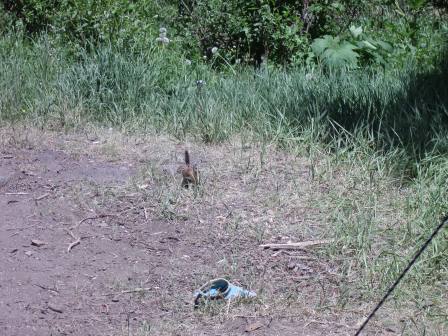 Chipmunk and Shoe in Grass
